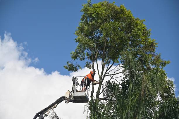 How Our Tree Care Process Works  in  North Wantagh, NY