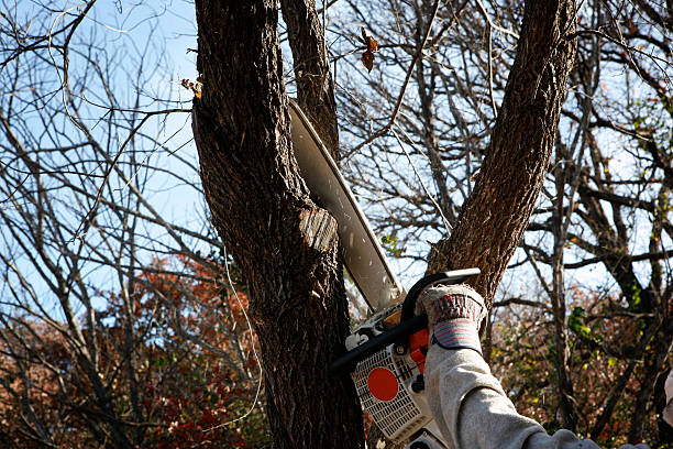 North Wantagh, NY Tree Removal Services Company